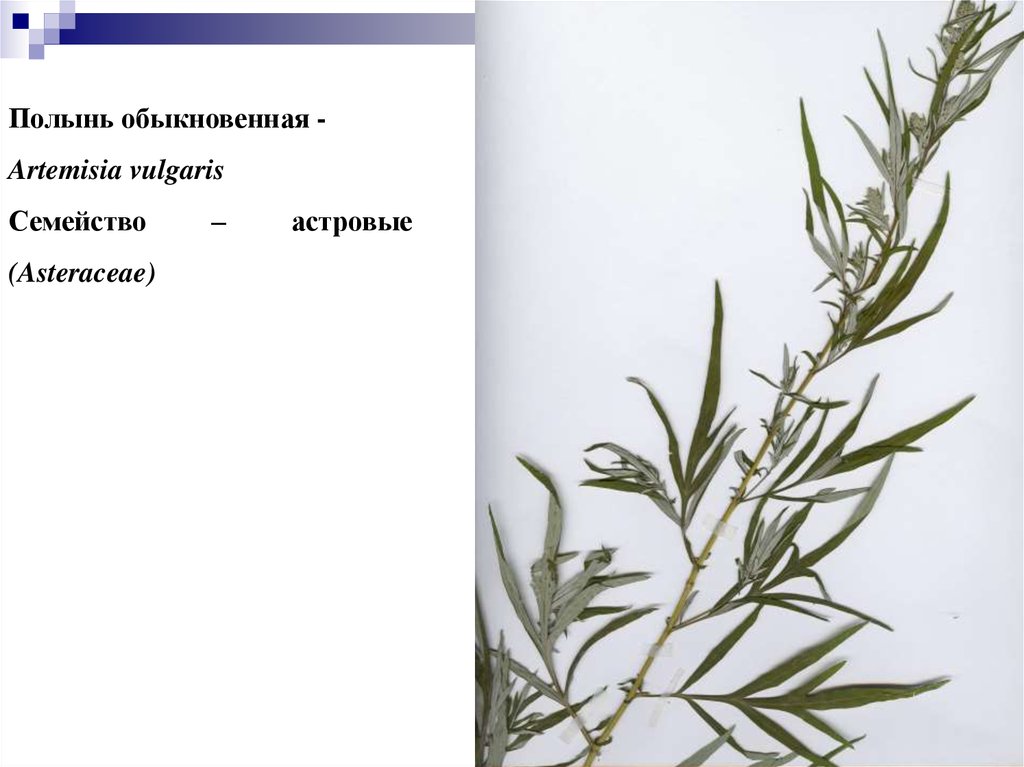 Полынь обыкновенная латынь. Полынь обыкновенная стебель. Artemisia vulgaris гербарий. Полынь обыкновенная гербарий. Стебель полыни горькой.