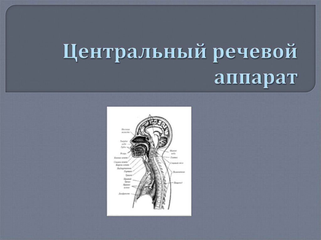 Речевой аппарат презентация