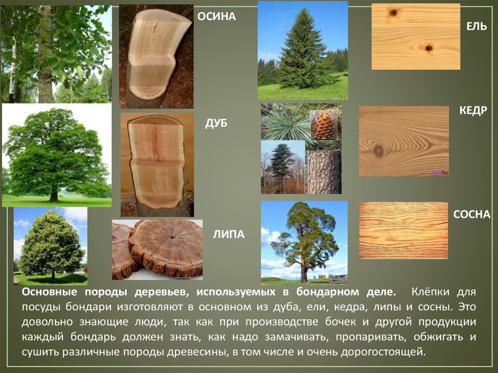 Дерева можно применять для. Виды древесины. Твердые породы древесины. Лиственные мягкие породы древесины. Древесина ели.
