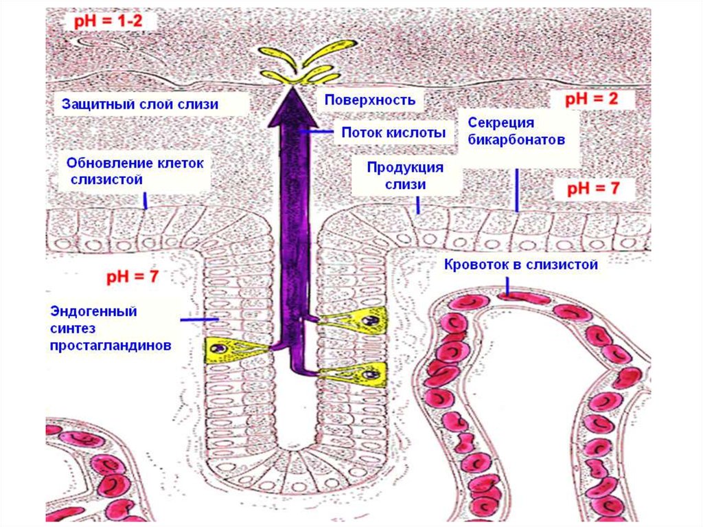 Патофизиология желудка. Бикарбонаты желудка. Секреция бикарбонатов. Патофизиология кишечника. Восстановление слизистой желудка и кишечника