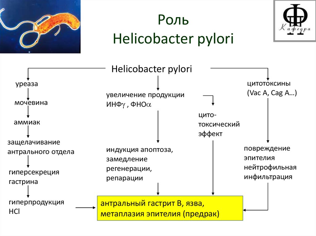 Пилори лечение. Факторы, выделяемые Helicobacter pylori. Патогенез гастрита Helicobacter pylori. Патогенез язвы желудка хеликобактер пилори. H.pylori механизм действия.