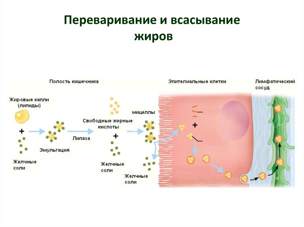 Изменения происходящие в жирах. Механизм всасывания жира в кишечнике. Всасывание жирных кислот в клетки. Эмульгирование жиров и всасывание липидов. Механизм всасывания жиров биохимия.
