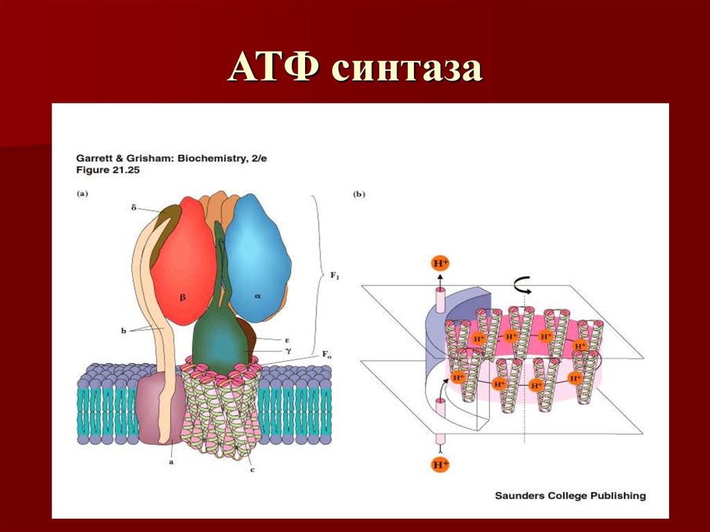Атф растительной клетки. АТФ синтетаза Синтез АТФ. Комплекс митохондриальной АТФ синтазы. Строение АТФ синтазы. АТФ синтетаза строение.