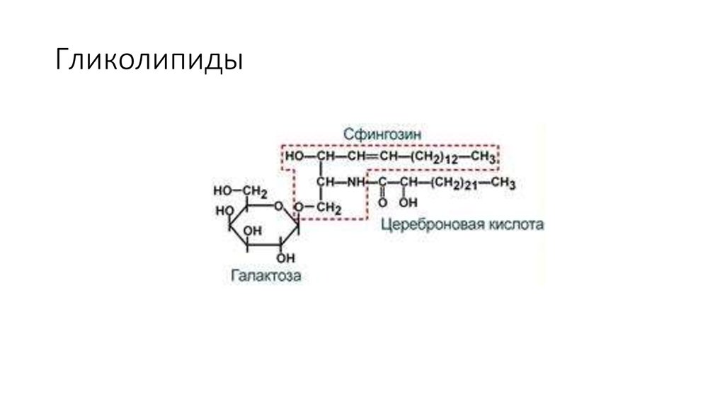 Гликолипиды. Гликолипиды структурная формула. Гликолипиды строение формулы. Общая структура гликолипида. Общая структурная формула гликолипидов.