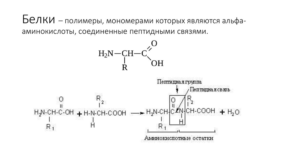 Связь мономеров белков. Строение Альфа аминокислот. Белки это полимеры мономерами которых являются. Белок это полимер мономером которого является. Альфа аминокислоты формулы.