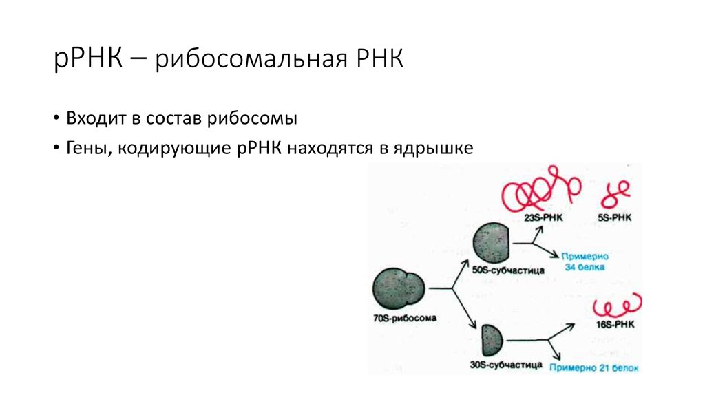 Рнк встречается. Рибосомальная РНК структура. Рибосомные РНК схема. Синтез РРНК для рибосом 70s типа. Строение и состав РНК-протеиновых частиц в рибосоме.