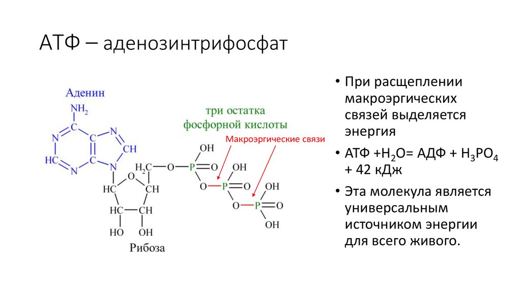 Реакция расщепления атф. АТФ аденозинтрифосфорная кислота. Реакция распада АТФ. Формула АТФ макроэргические связи. Строение АТФ биохимия.