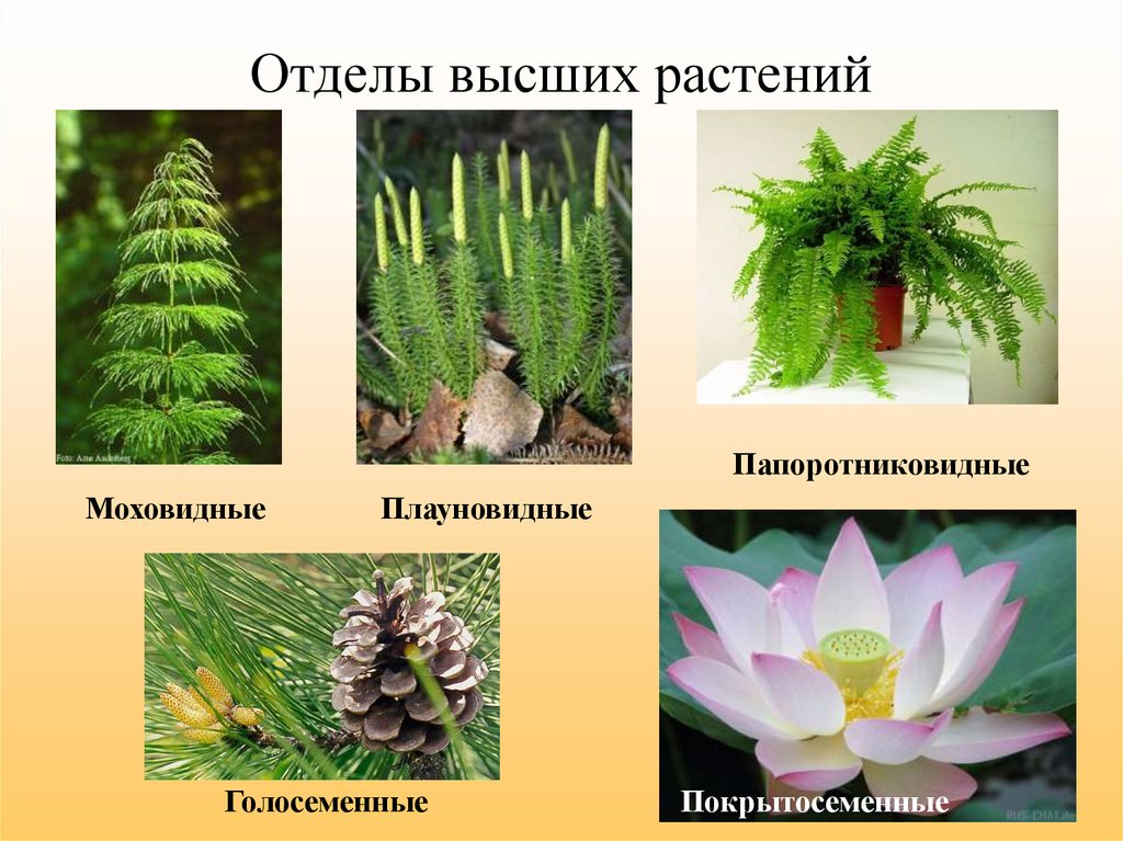 Какие существуют отделы растений. Отделы растений. Высшие растения. Названия высших растений. Отделы растений растений.
