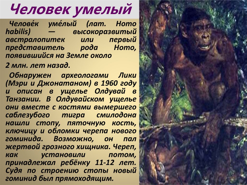 Предки людей жили на земле. Хомо хабилис австралопитек. Челов́ек ум́елый (лат. Homo habilis). Человек умелый. Человек умелый образ жизни.