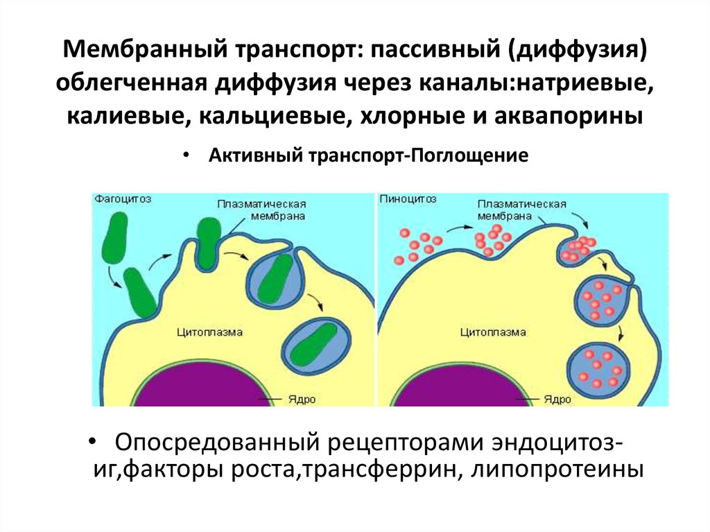 Транспорт мембран