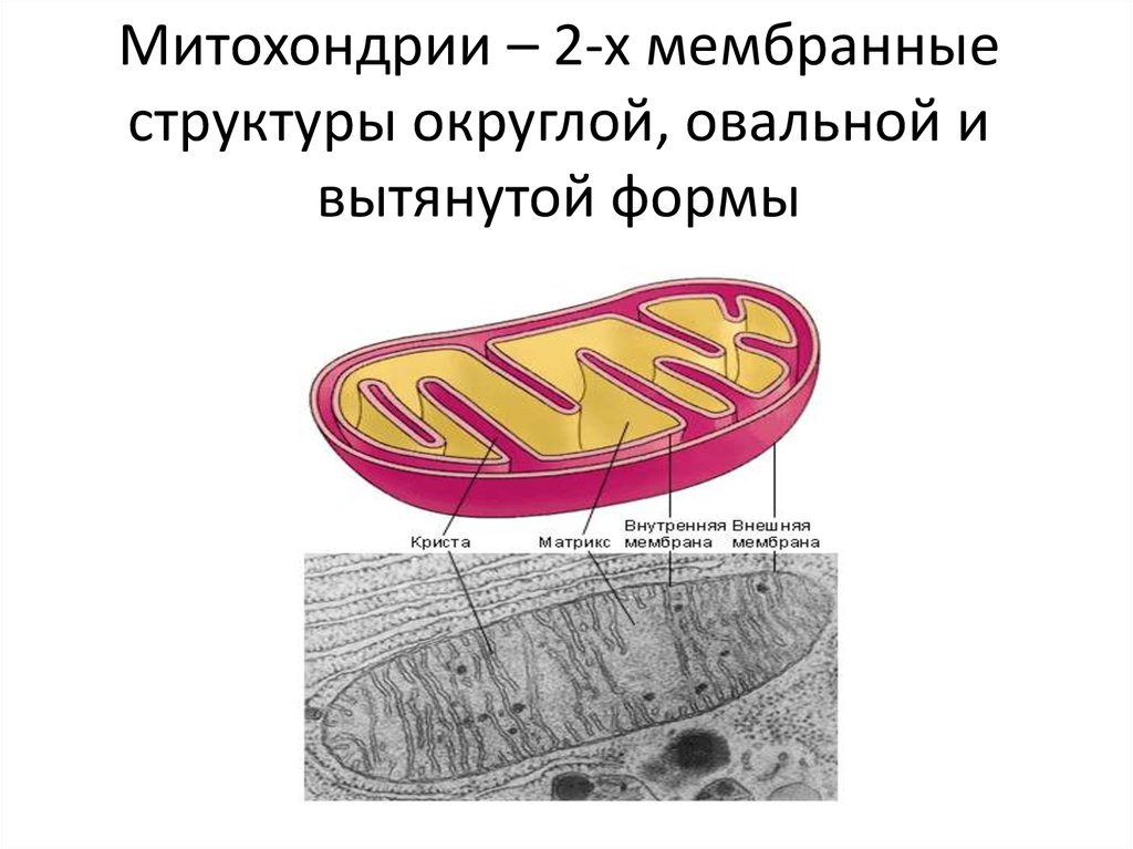 Строение митохондрии кристы