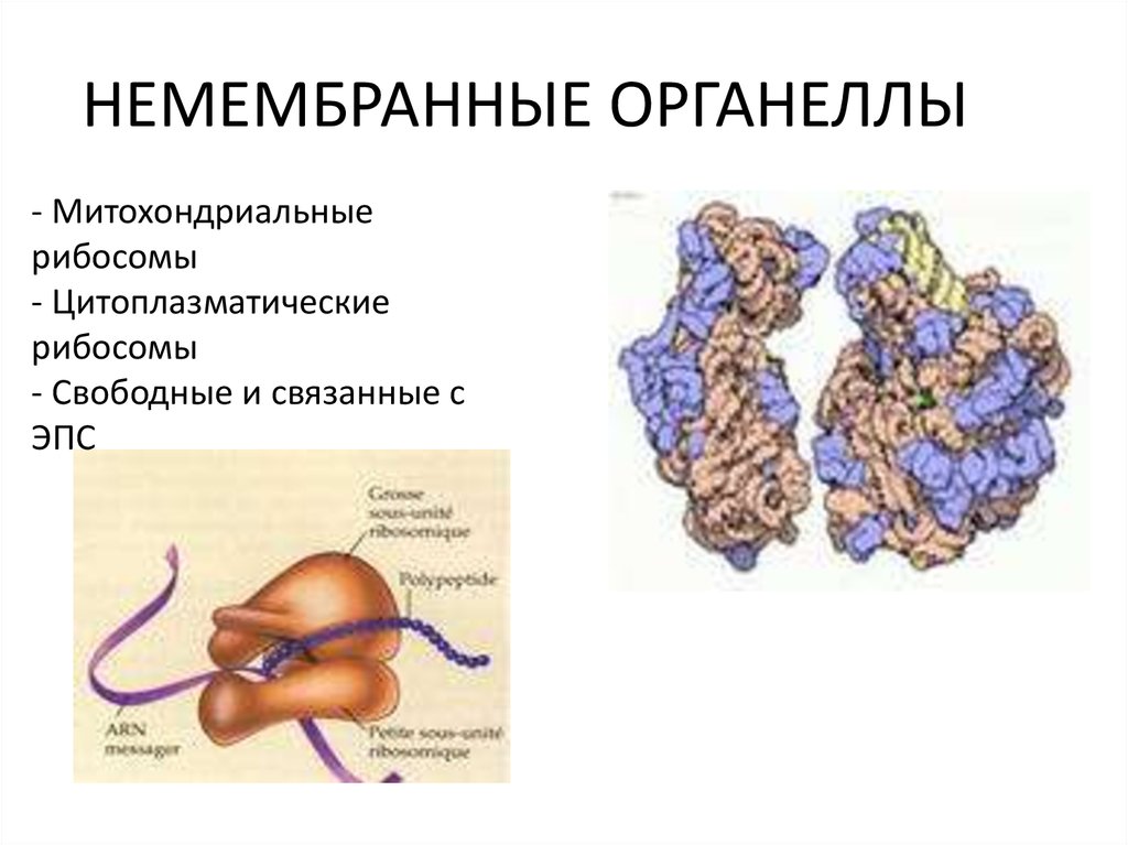 Органоид рибосома