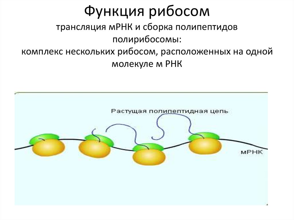 Синтез полипептидной цепи в рибосомах