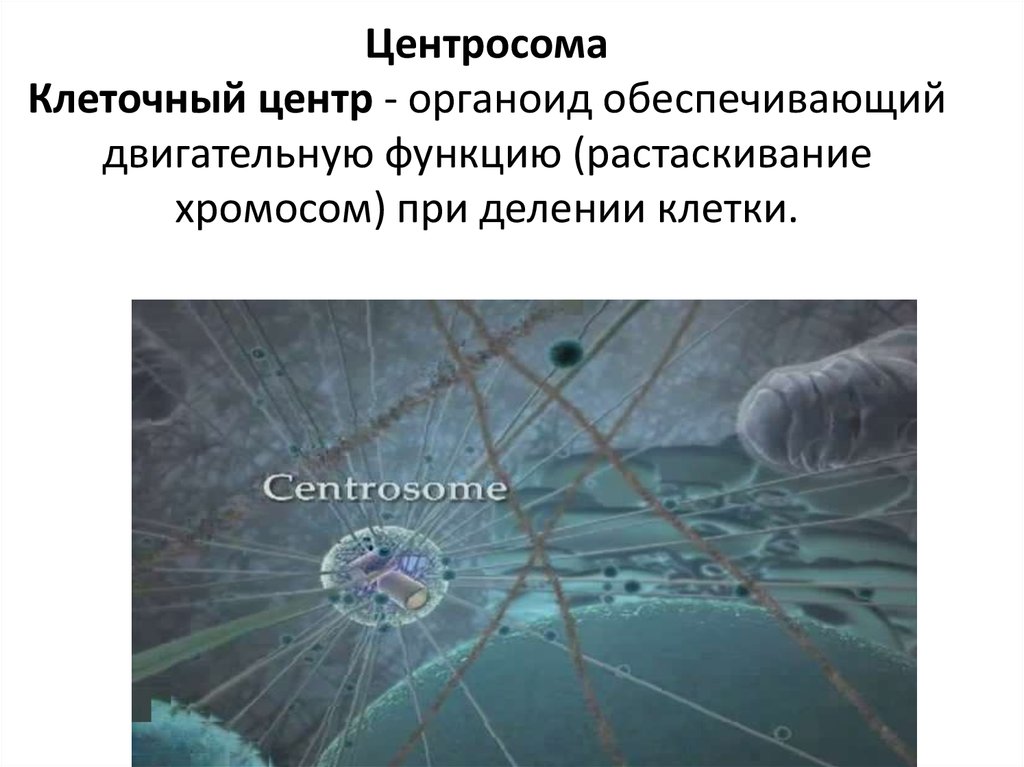 Центросомы в каких клетках