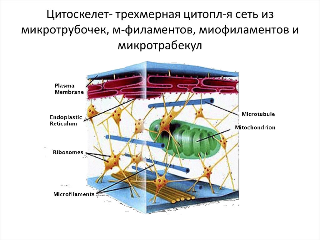Цитоскелет на рисунке клетки