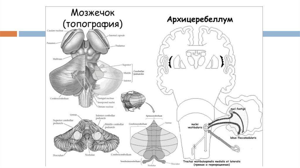 Мозжечок центры рефлексов. Топография мозжечка анатомия. Мозжечок. Топография, строение, функции.. Мозжечок структура и функции. Внешнее строение мозжечка схема.