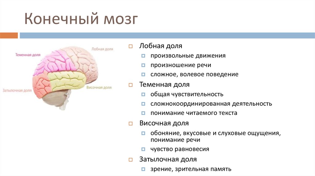 Описать функции отделов головного мозга. Функции отделов конечного мозга. Конечный мозг строение и функции. Функции долей конечного мозга. Функции структур конечного мозга.