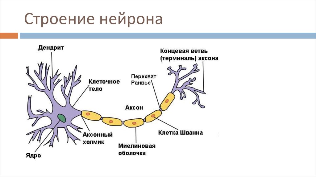 Биология нервные клетки. Схема строения нейрона с подписями. Строение нейрона рисунок с подписями. Схематическое строение нейрона. Структура биологического нейрона.