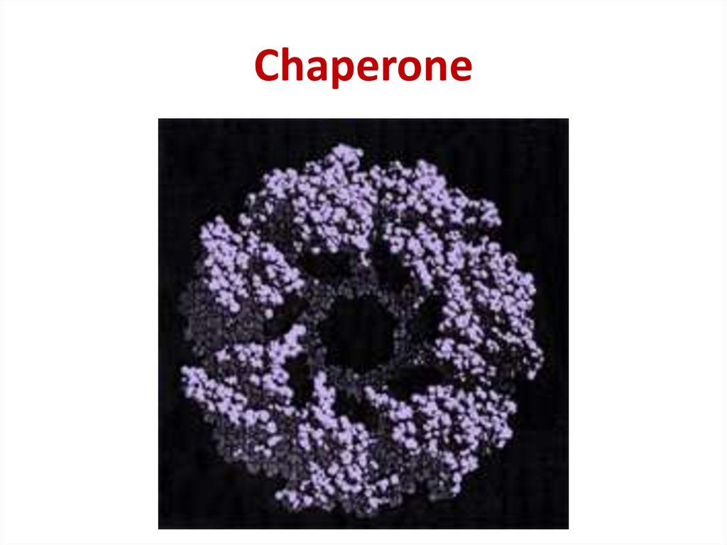 roles of chaperone proteins in bse