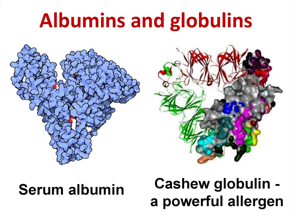 Альбумин иммуноглобулин. Альбумины и глобулины. Альбумин и Альфа глобулин. Protein химия.