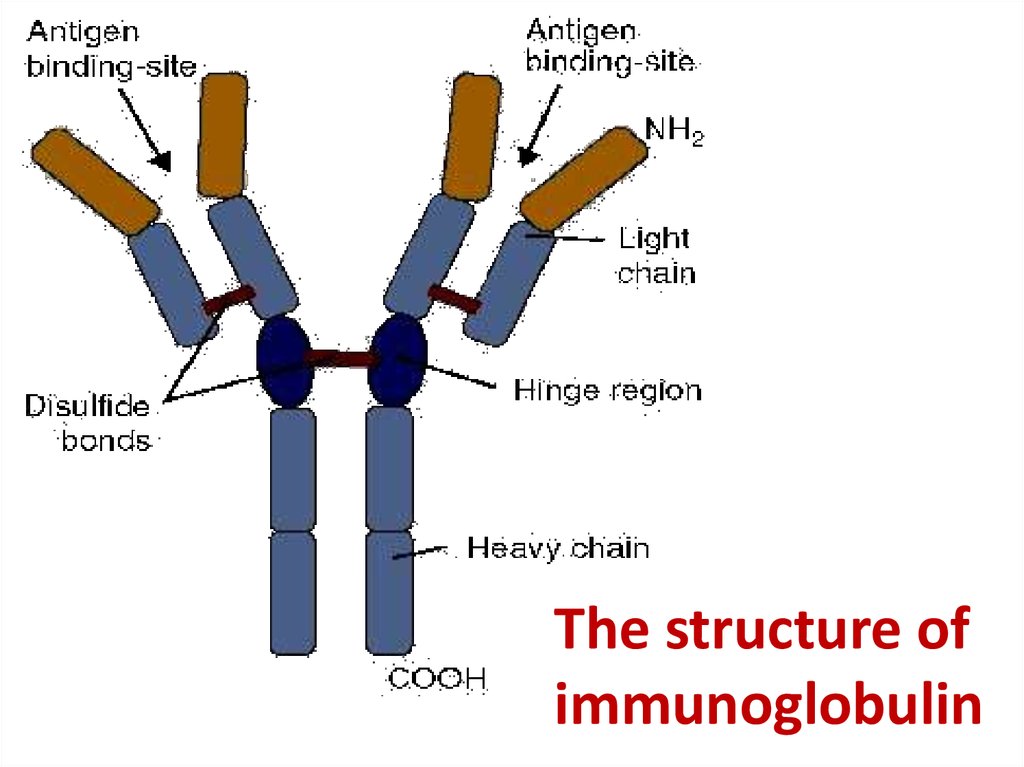 Сильно повышен иммуноглобулин. Иммуноглобулин d structure. Иммуноглобулин g 11. Иммуноглобулин e structure. Иммуноглобулин m.