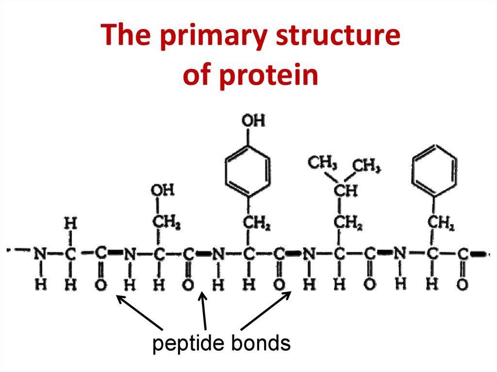 primary protein structure