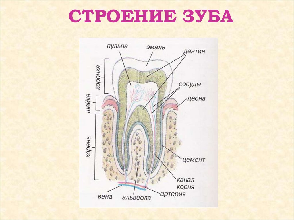 Сосуды десны. Строение зуба биология 8 класс. Внутреннее строение зуба человека схема. Строение зуба человека ЕГЭ биология. Зубы внутреннее строение зуба.