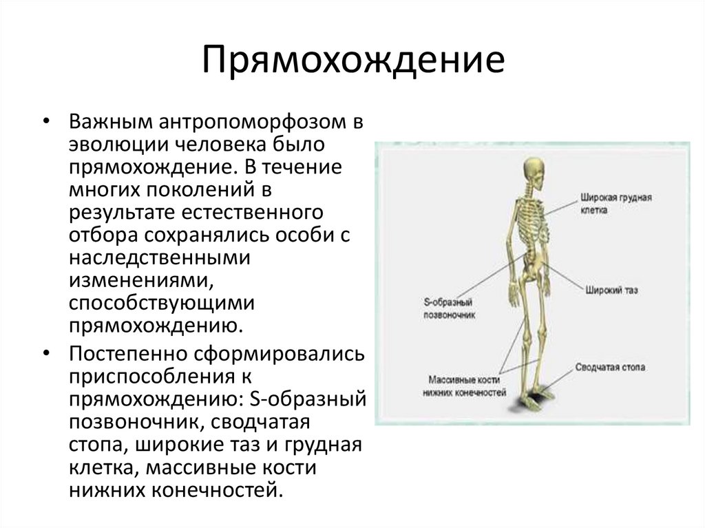 Особенности скелета человека прямохождение