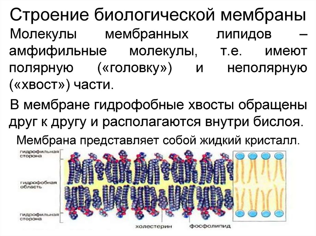 Липидная мембрана. Строение биологических мембран. Липиды мембран. Строение и функции мембранных липидов и белков. Структура и функция фосфолипидов и белков биомембран. Строение и функции биологических мембран кратко.