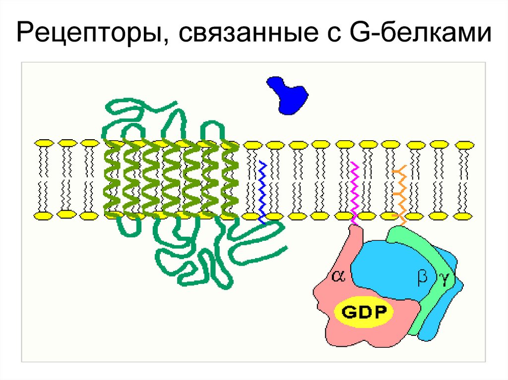 Рецепторы, связанные с G-белками