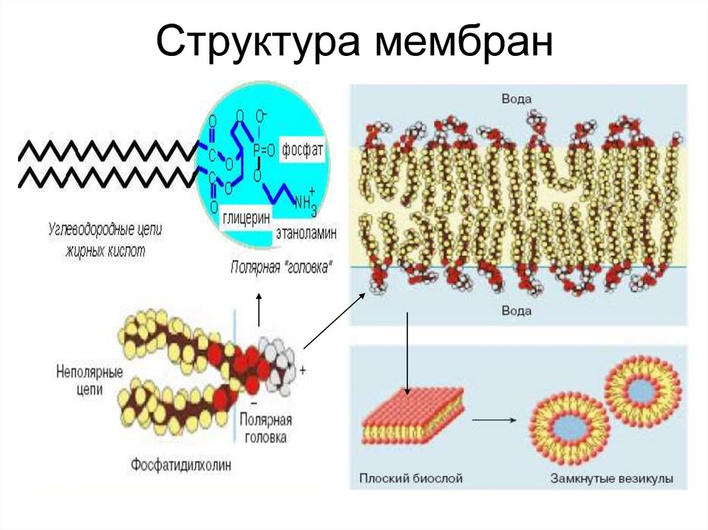 Вода в составе мембран. Строение и состав мембран. Структура биологических мембран. Строение мембраны. Строение структурной мембраны.