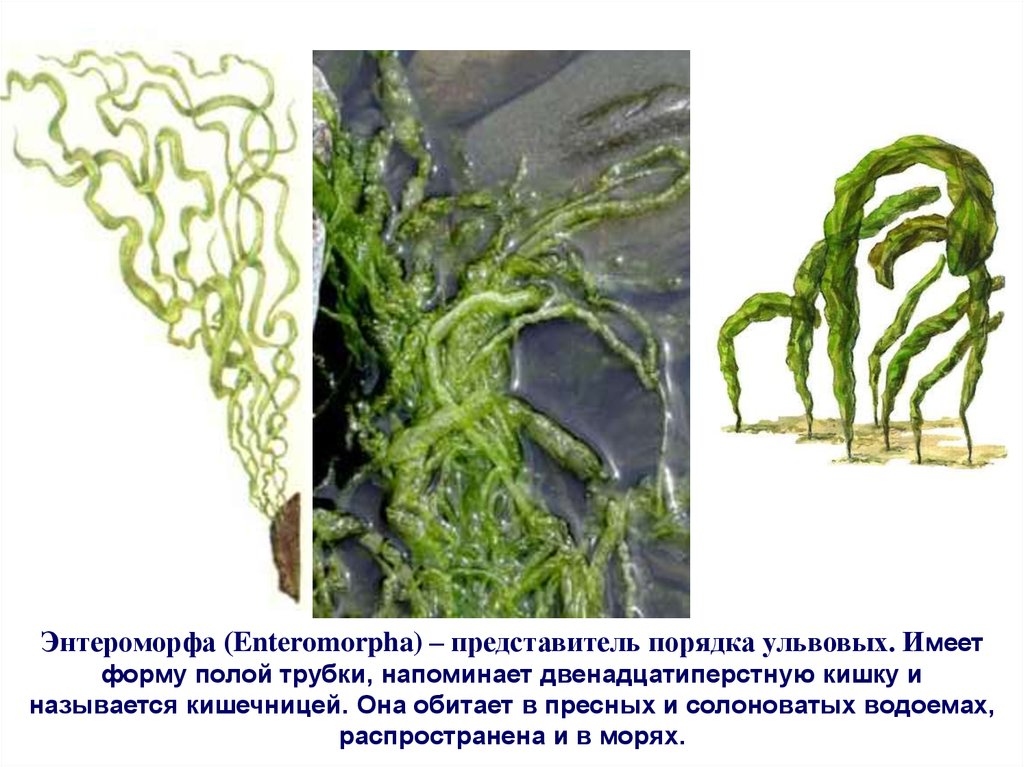 Зеленые водоросли форма. Энтероморфа водоросль. Зеленая водоросль энтероморфа. Энтероморфа кишечница водоросль. Черноморская энтероморфа.