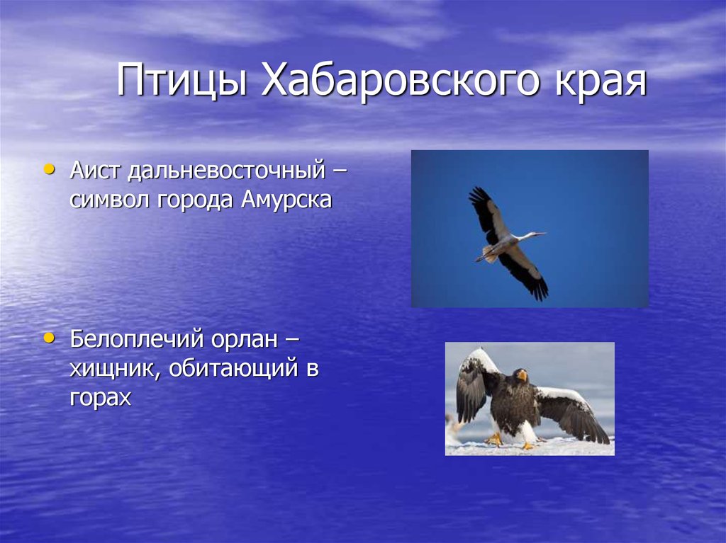 Зверь на щите хабаровского края. Птицы Хабаровского края. Птицы Хабаровского края названия. Дальневосточные птицы Хабаровский край. Вымирающие птицы Хабаровского края.