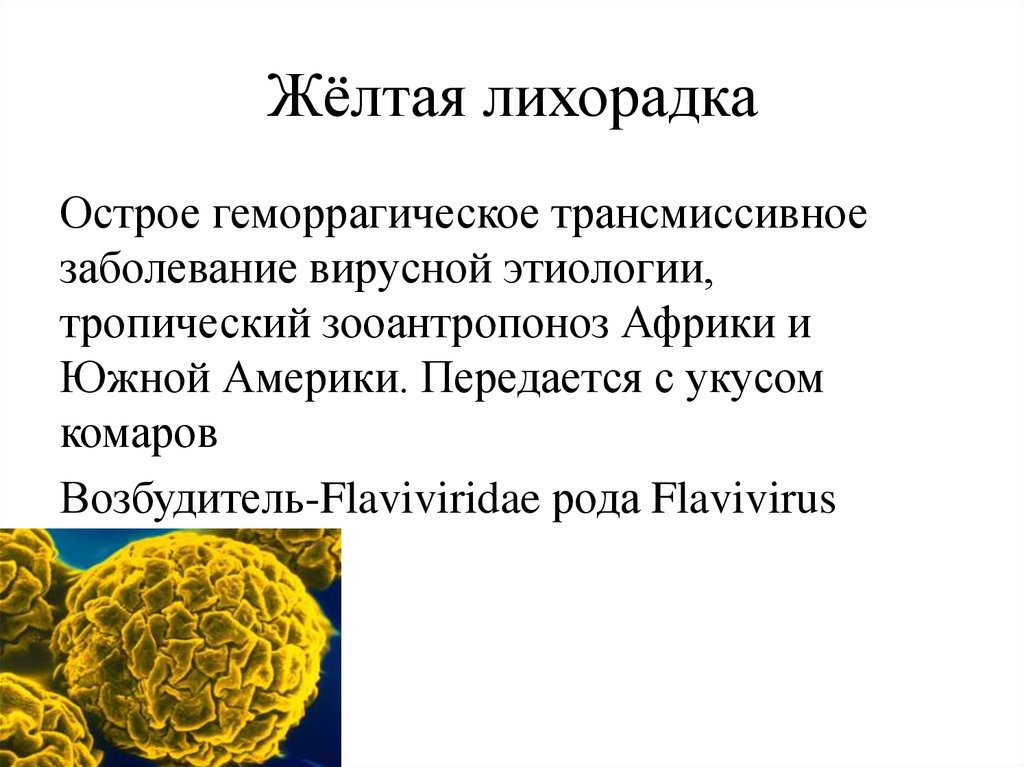 Период желтой лихорадки. Возбудитель желтой лихорадки микробиология. Вирус желтой лихорадки строение. Желтая лихорадка инфекционные болезни.