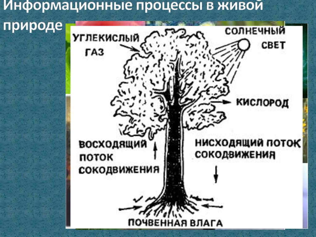 Из чего состоит дерево для детей картинки