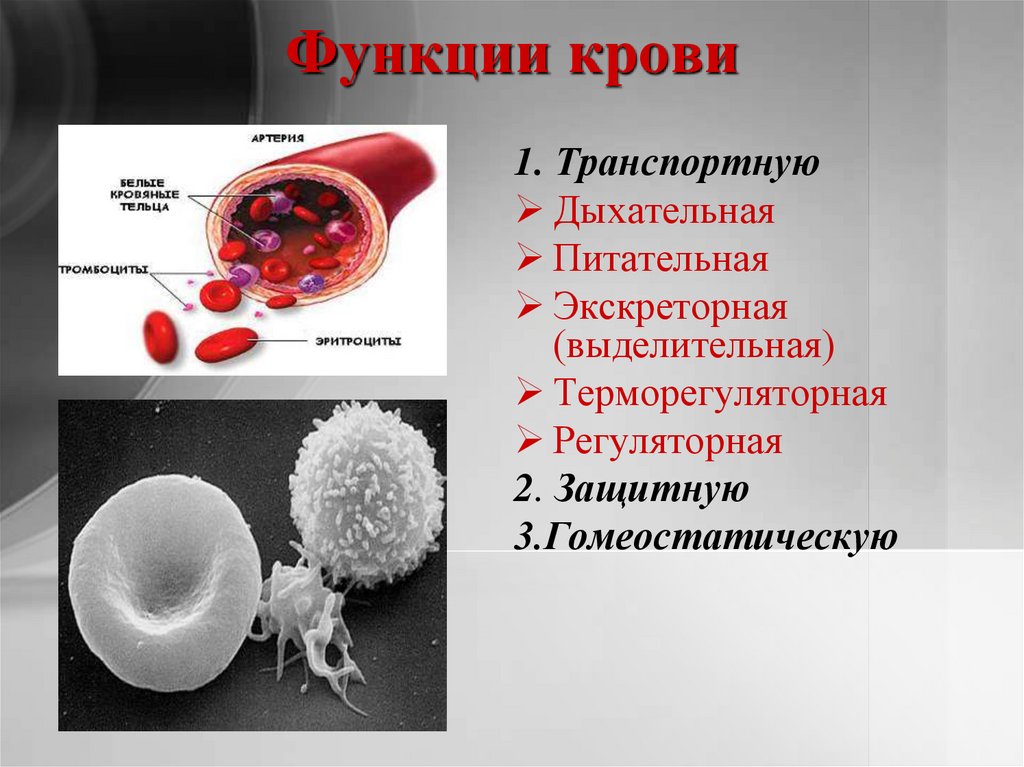 Функции крови картинки