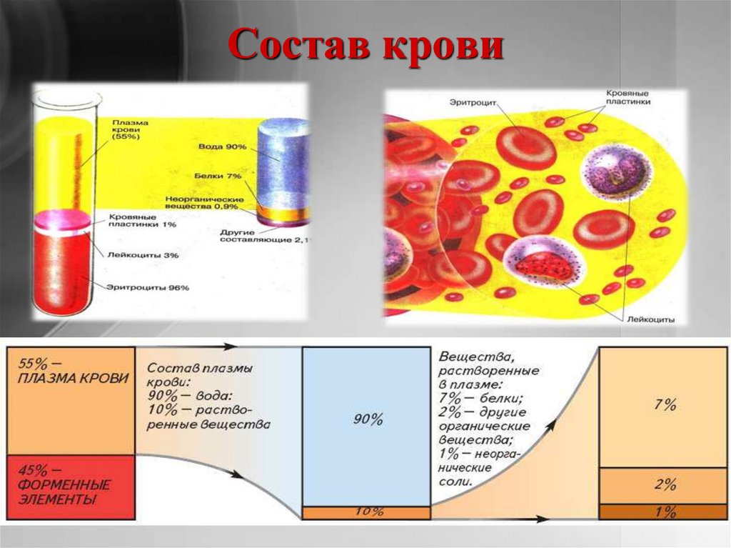 Состав крови фото