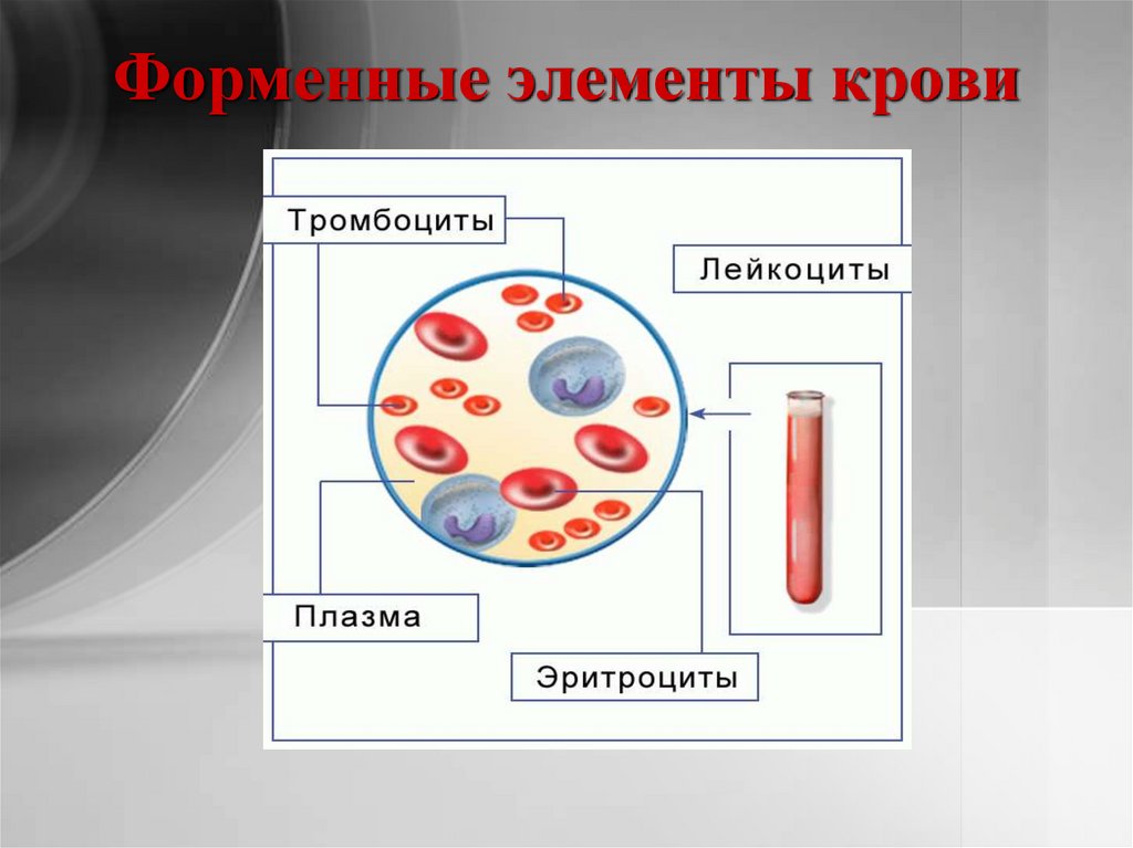 Форменные элементы крови презентация анатомия