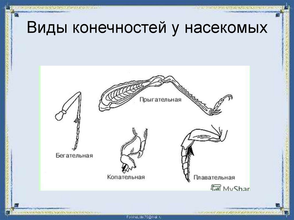 Конечности насекомых рисунок. Типы ходильных конечностей насекомых. Ходильный Тип конечностей. Схема строения конечности насекомого. Типы конечностей у насекомых таблица.