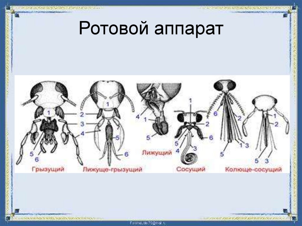 Стадия имаго грызущего типа