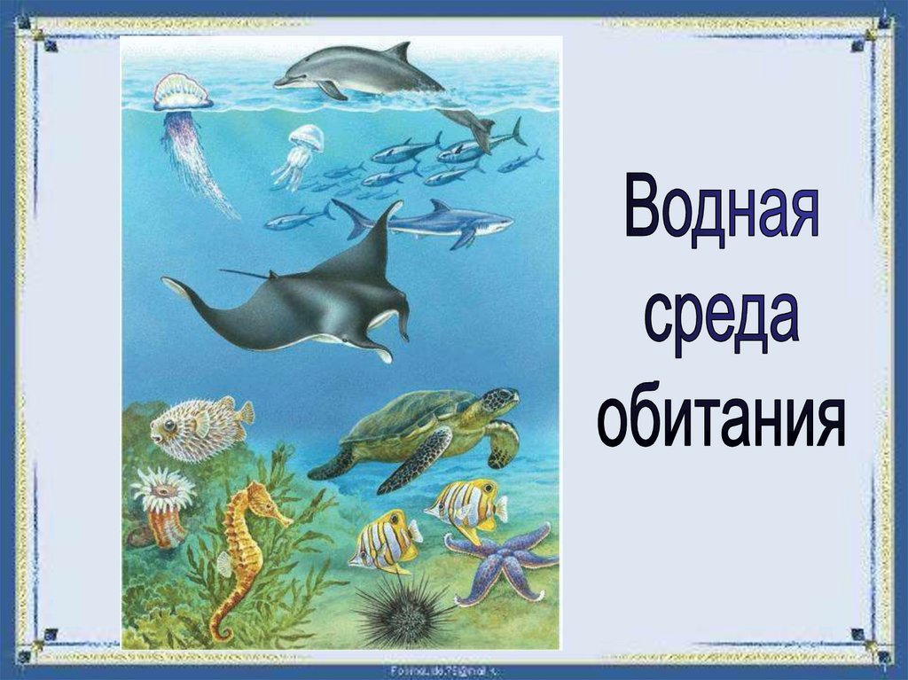 В водной среде достаточно