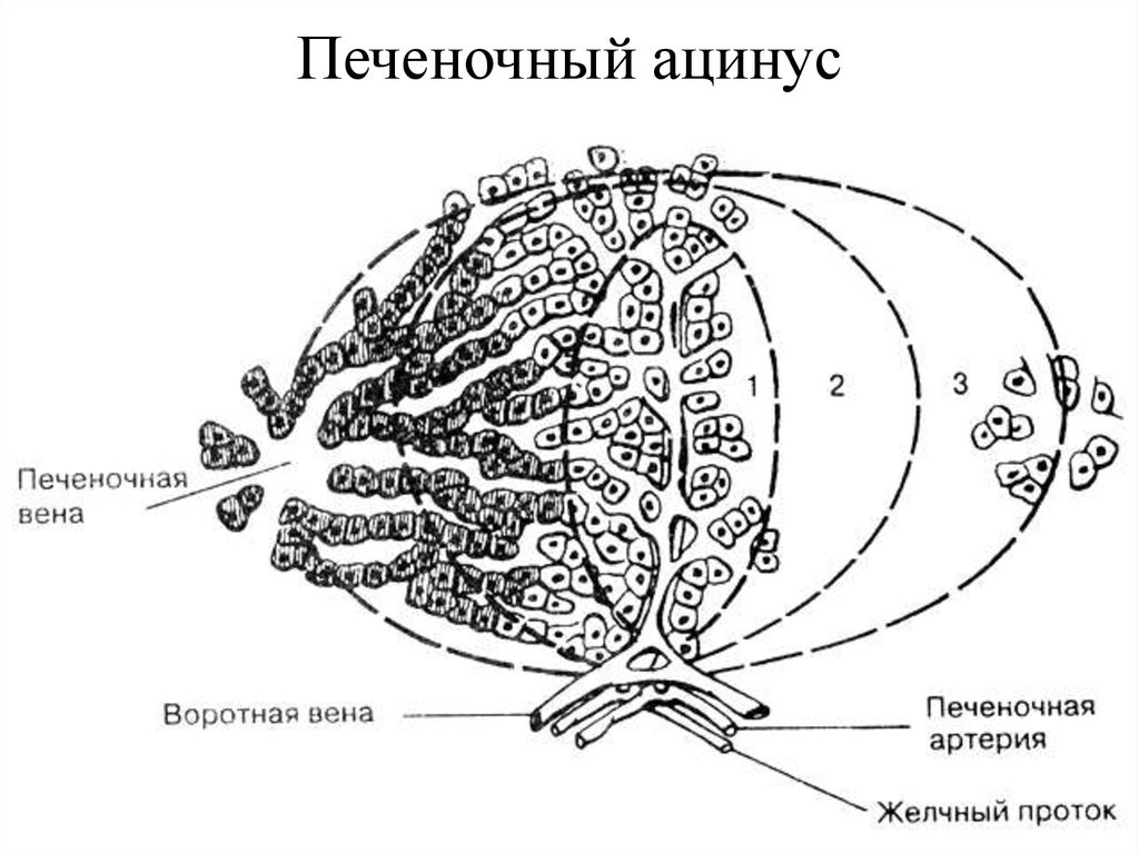 Печеночный рисунок. Печеночный ацинус. Патофизиология печени. Печеночный ацинус схема. Схема печеночной дольки патофизиология.