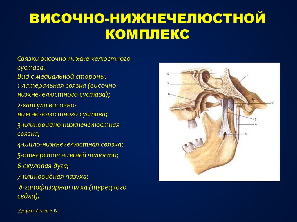 Анатомия внчс презентация