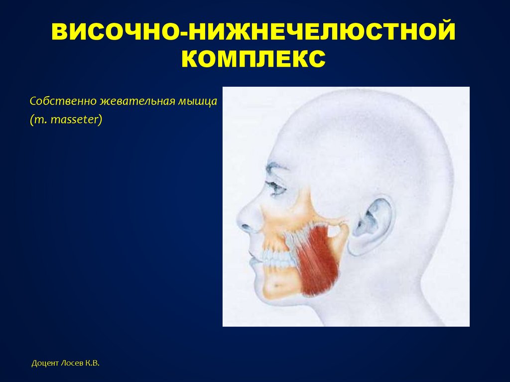 Болят жевательные мышцы. Собственно жевательная мышца. Собственно жевательная мышца (m. Masseter). Зажим жевательной мышцы. Жевательные мышцы и сустав.