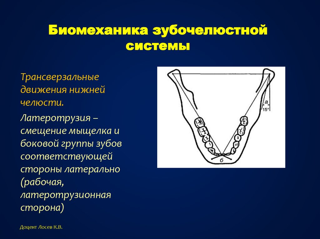 Биомеханика нижней челюсти презентация