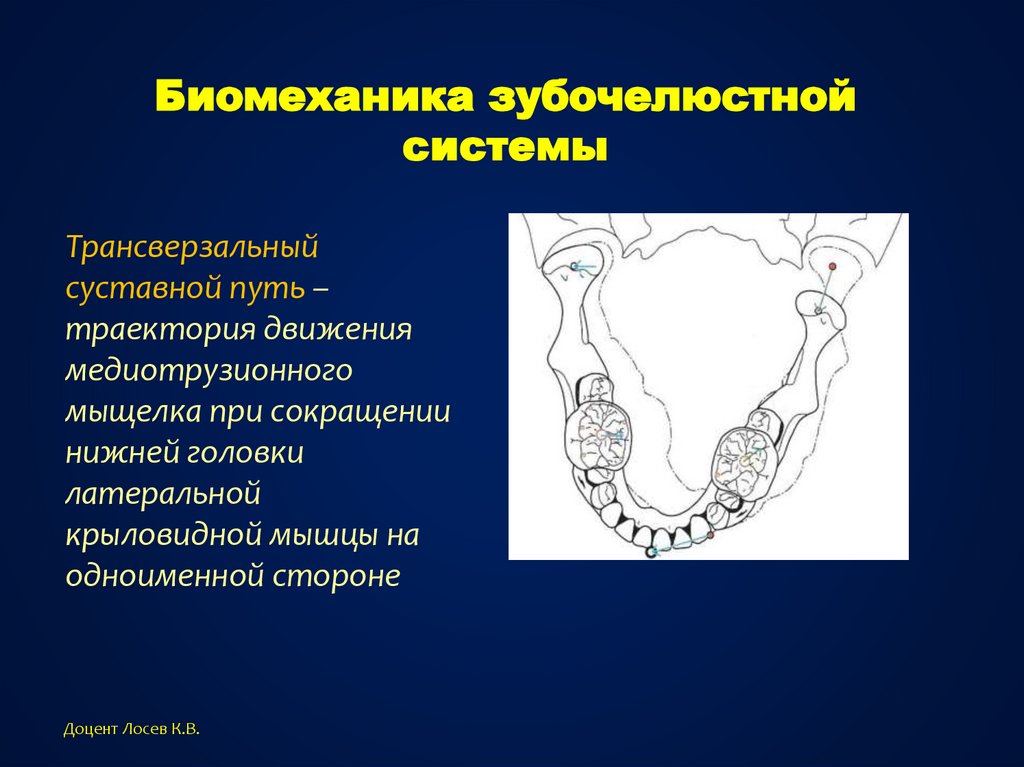 Основы клинической гнатологии биомеханика зубочелюстно лицевой системы презентация