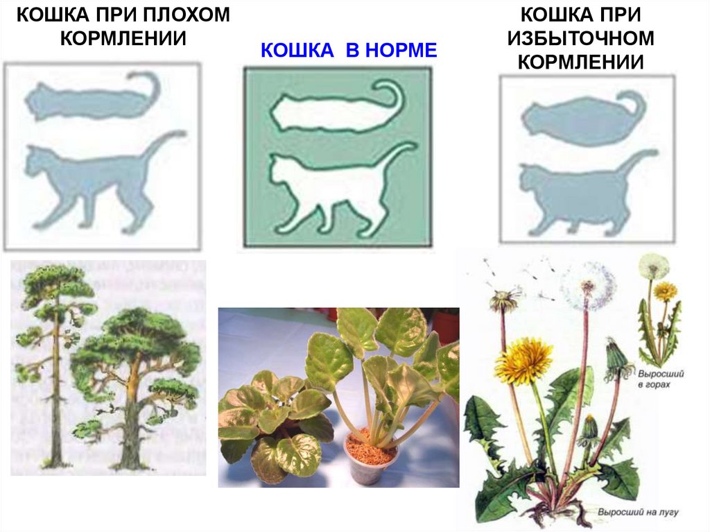 Почему растение изображенное на рисунке имеет листья разной формы