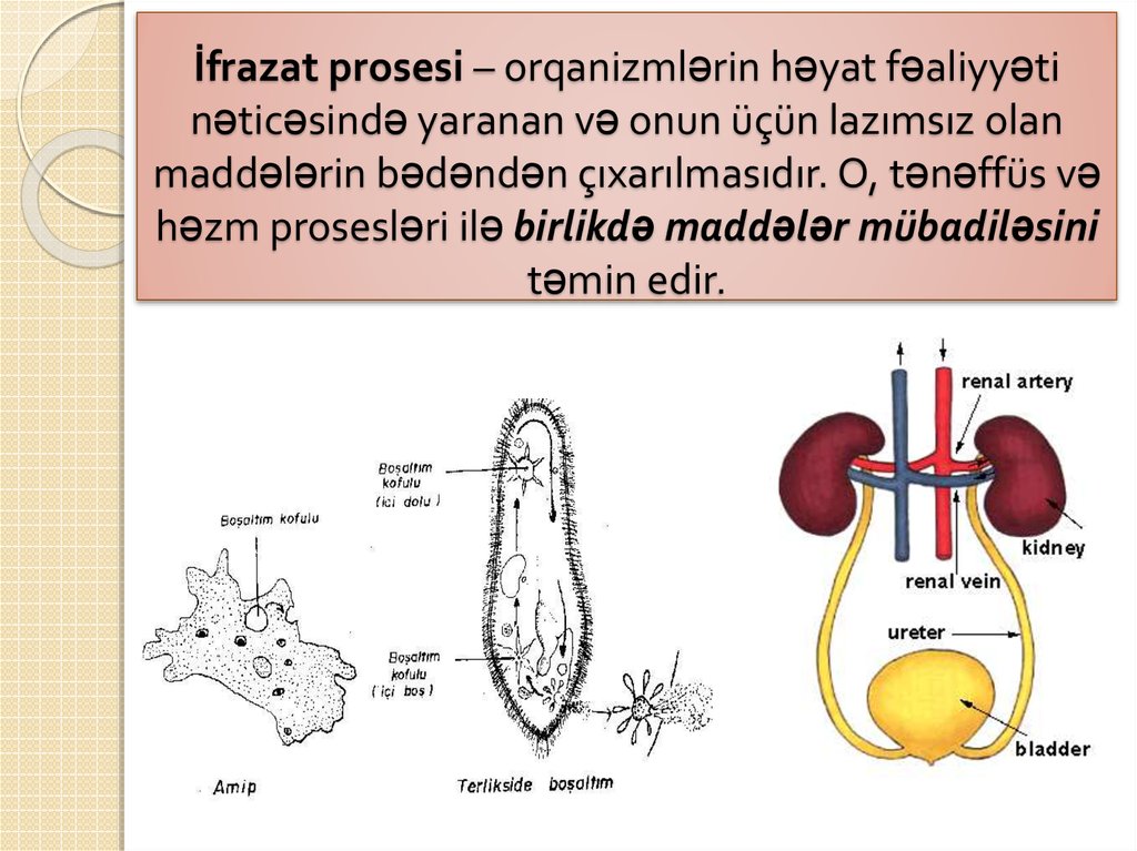 İfrazat prosesi – orqanizmlərin həyat fəaliyyəti nəticəsində yaranan və onun üçün lazımsız olan maddələrin bədəndən
