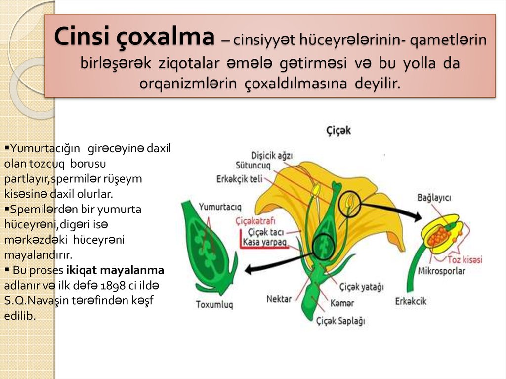 Cinsi çoxalma – cinsiyyət hüceyrələrinin- qametlərin birləşərək ziqotalar əmələ gətirməsi və bu yolla da orqanizmlərin