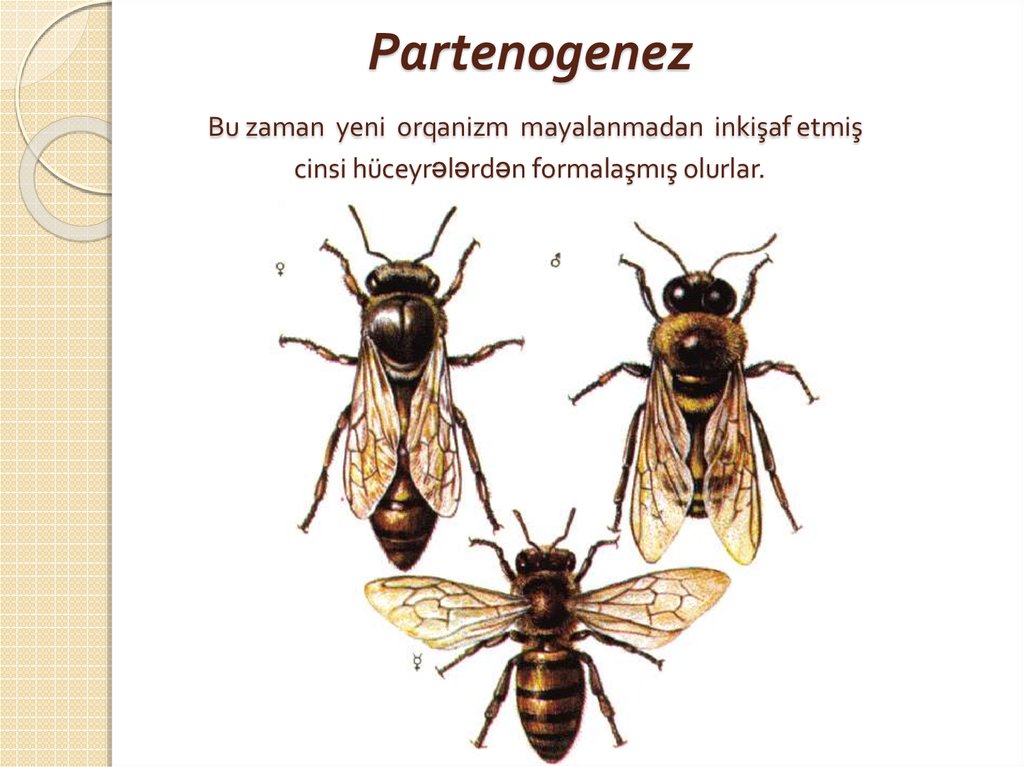 Partenogenez Bu zaman yeni orqanizm mayalanmadan inkişaf etmiş cinsi hüceyrələrdən formalaşmış olurlar.